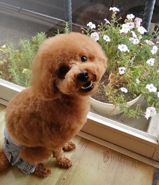f:id:dogsalon-oluolu:20210906012748j:plain