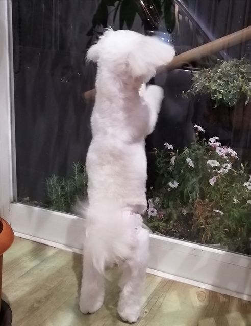f:id:dogsalon-oluolu:20210906012801j:plain