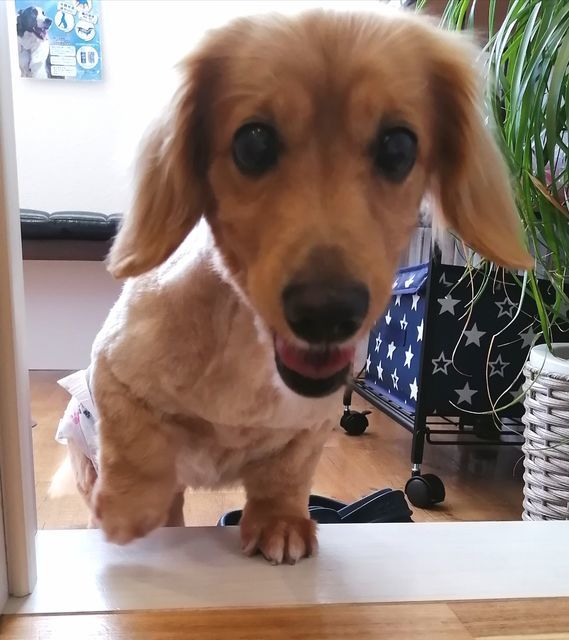 f:id:dogsalon-oluolu:20210914010318j:plain