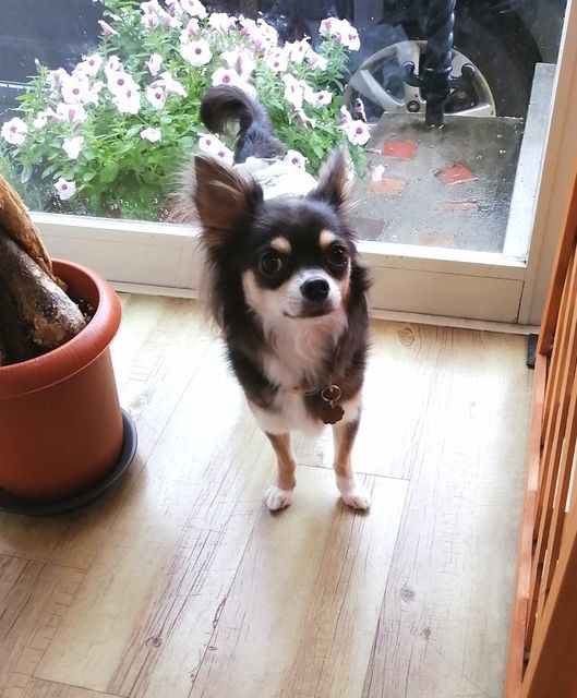 f:id:dogsalon-oluolu:20210919003033j:plain