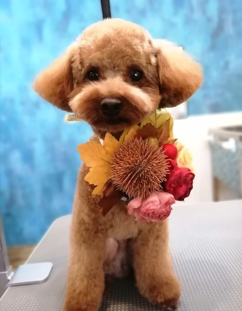 f:id:dogsalon-oluolu:20210921002521j:plain