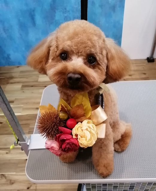 f:id:dogsalon-oluolu:20210921002535j:plain