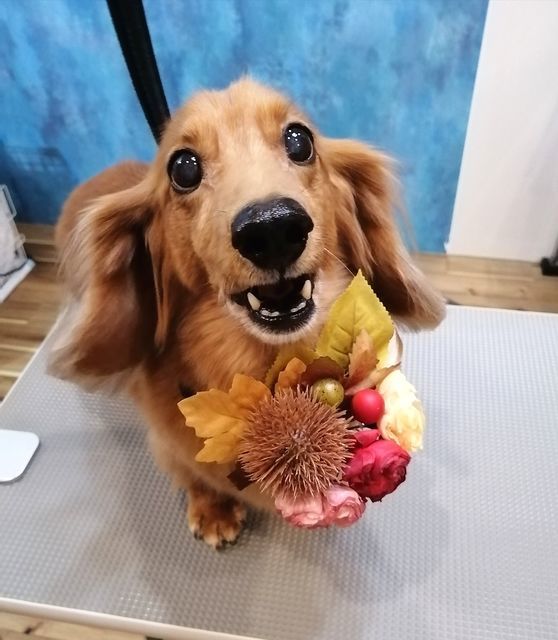 f:id:dogsalon-oluolu:20210921002600j:plain