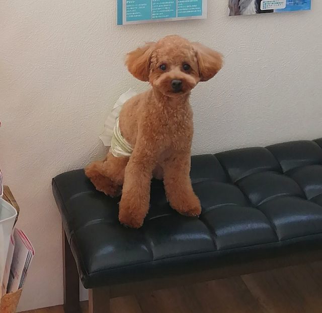 f:id:dogsalon-oluolu:20210921002611j:plain