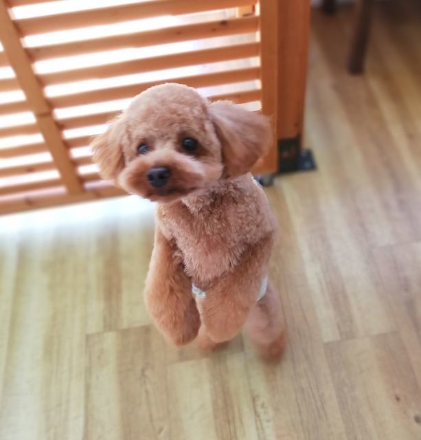 f:id:dogsalon-oluolu:20210921002619j:plain