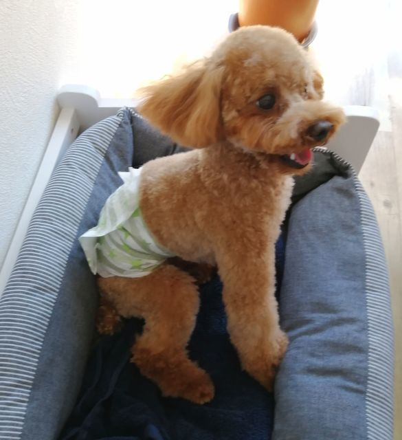 f:id:dogsalon-oluolu:20210921002632j:plain