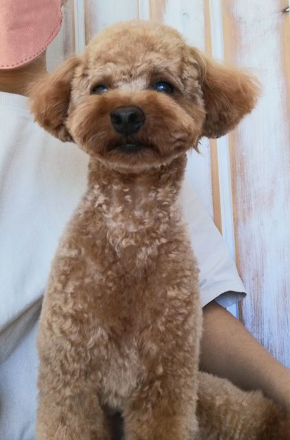f:id:dogsalon-oluolu:20210921002645j:plain