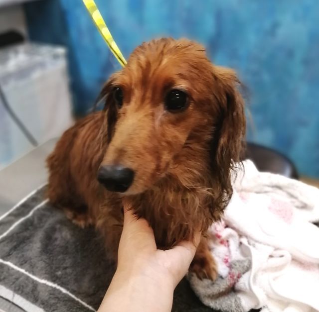 f:id:dogsalon-oluolu:20210921002654j:plain