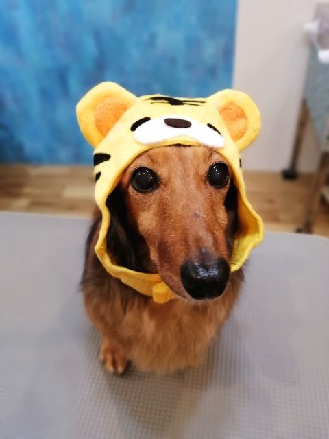 f:id:dogsalon-oluolu:20211101193255j:plain