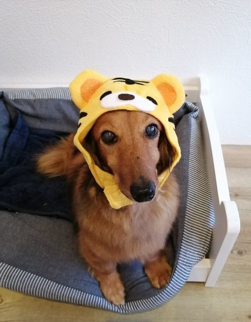 f:id:dogsalon-oluolu:20211101193307j:plain