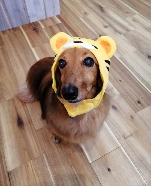 f:id:dogsalon-oluolu:20211101193344j:plain