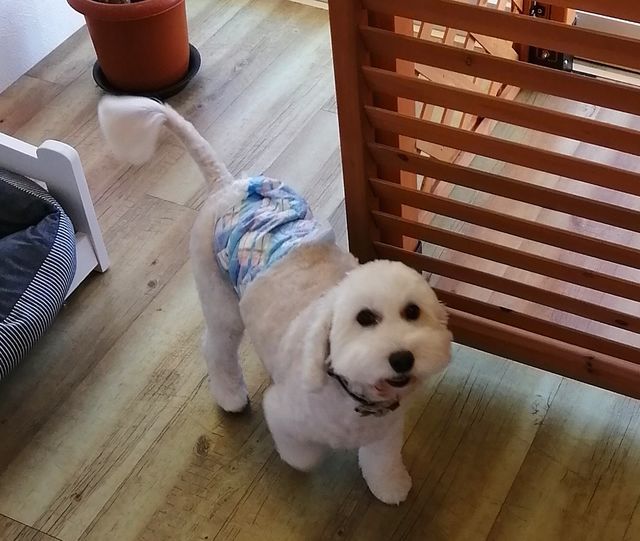 f:id:dogsalon-oluolu:20211111194336j:plain