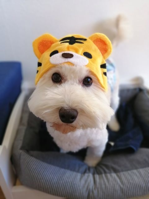 f:id:dogsalon-oluolu:20211111194420j:plain