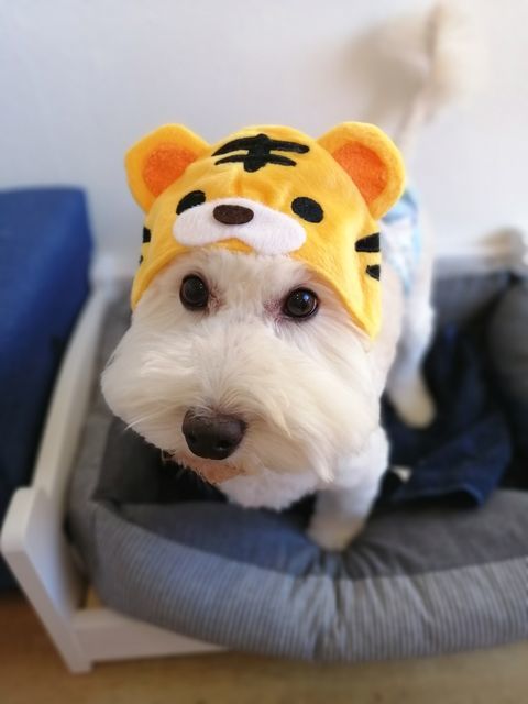 f:id:dogsalon-oluolu:20211111194431j:plain