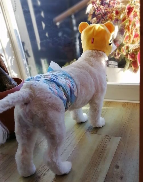 f:id:dogsalon-oluolu:20211111194511j:plain