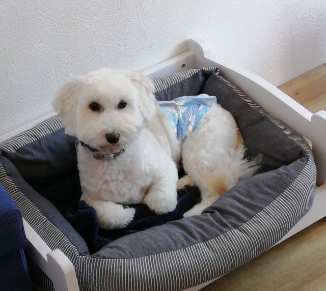 f:id:dogsalon-oluolu:20211111194526j:plain