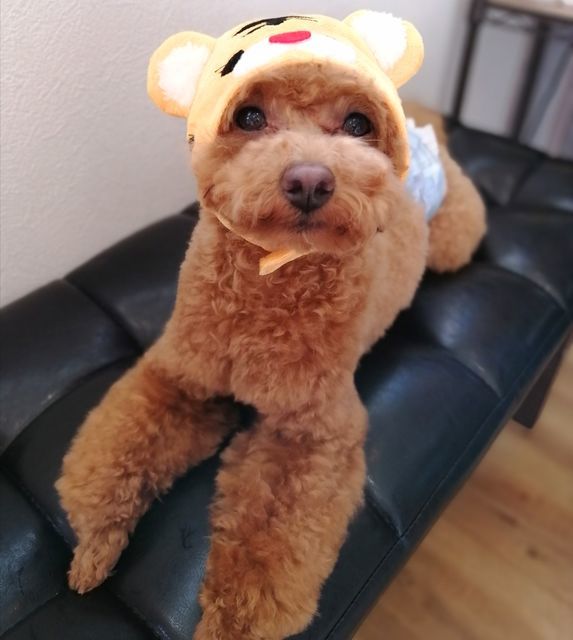f:id:dogsalon-oluolu:20211122084331j:plain