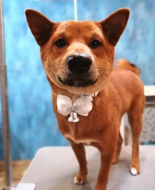 f:id:dogsalon-oluolu:20211207190821j:plain