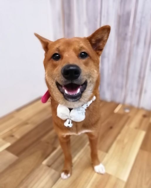 f:id:dogsalon-oluolu:20211207190835j:plain