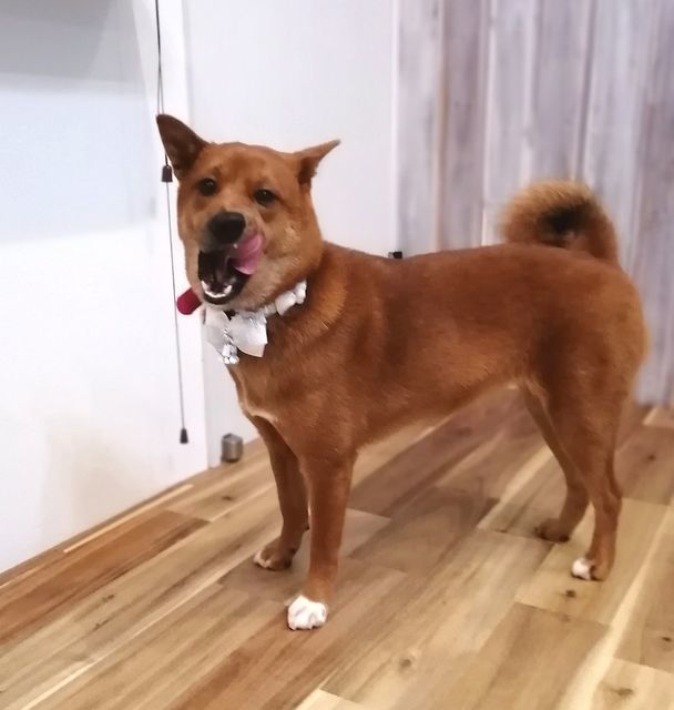 f:id:dogsalon-oluolu:20211207190857j:plain