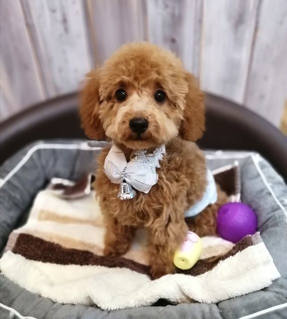 f:id:dogsalon-oluolu:20211218004149j:plain