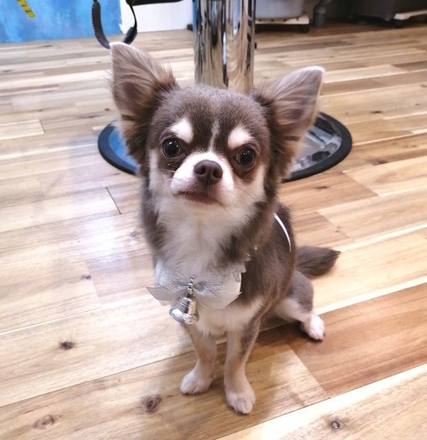 f:id:dogsalon-oluolu:20211221010210j:plain