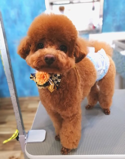 f:id:dogsalon-oluolu:20211227012023j:plain