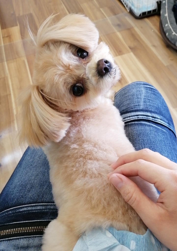 f:id:dogsalon-oluolu:20220108130525j:plain
