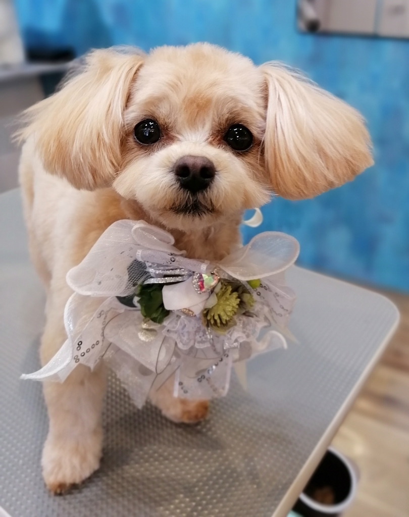 f:id:dogsalon-oluolu:20220108130537j:plain