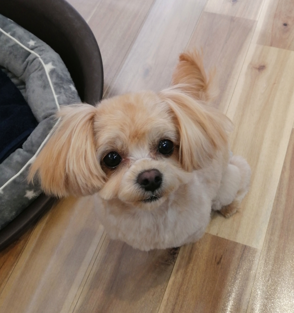 f:id:dogsalon-oluolu:20220108130551j:plain