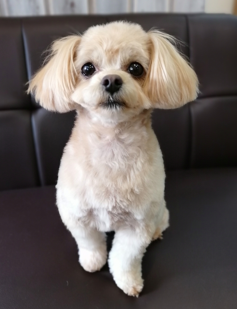 f:id:dogsalon-oluolu:20220108130600j:plain