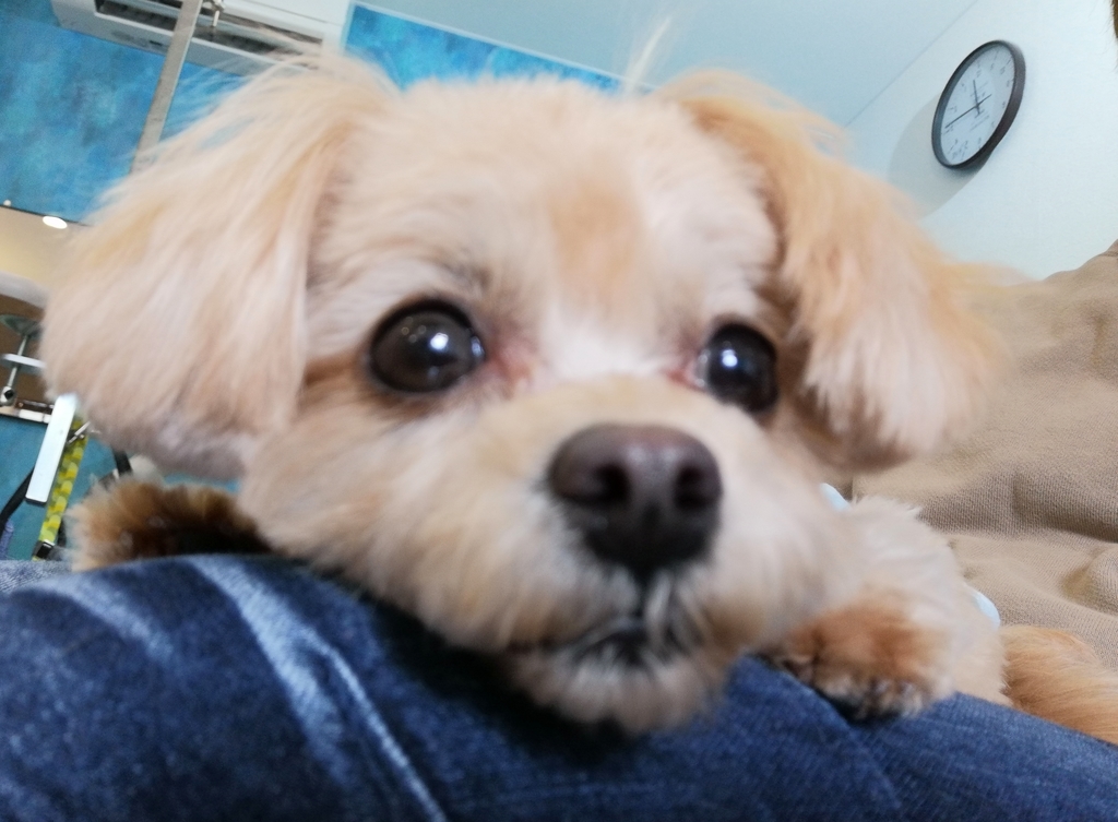 f:id:dogsalon-oluolu:20220108130609j:plain