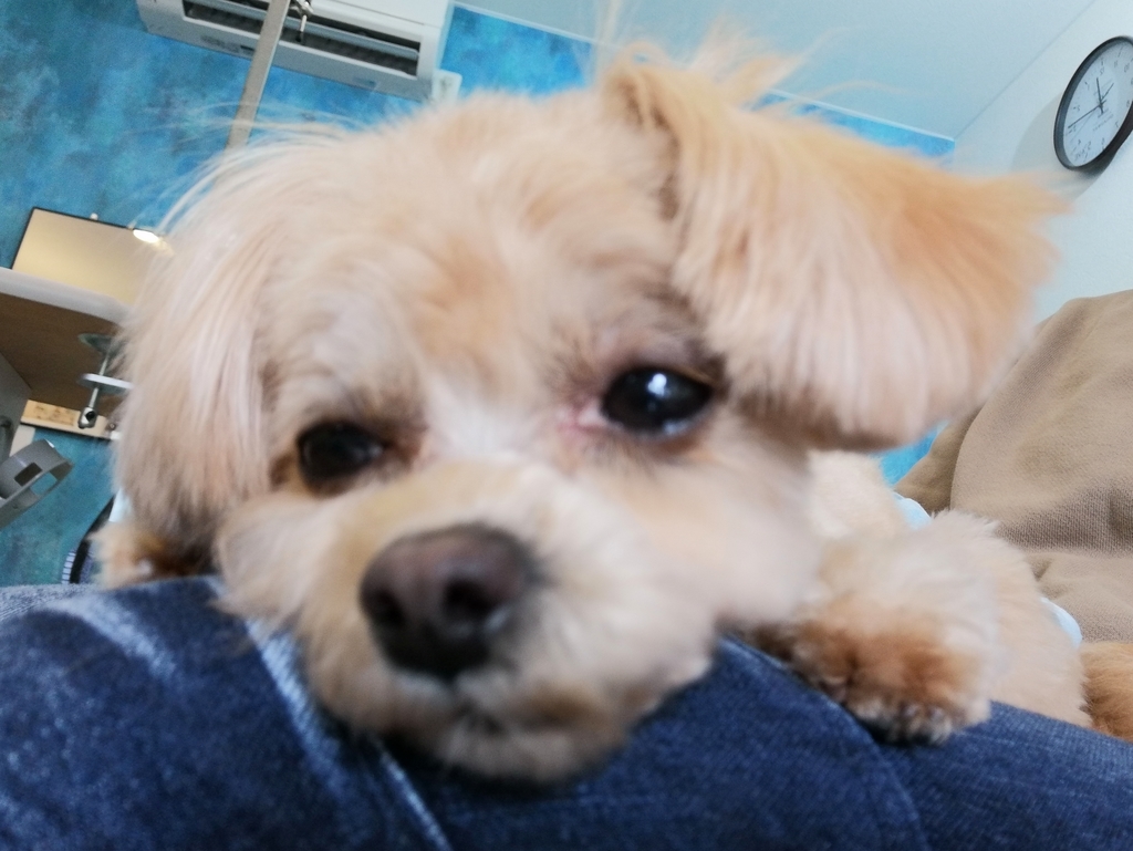 f:id:dogsalon-oluolu:20220108130623j:plain