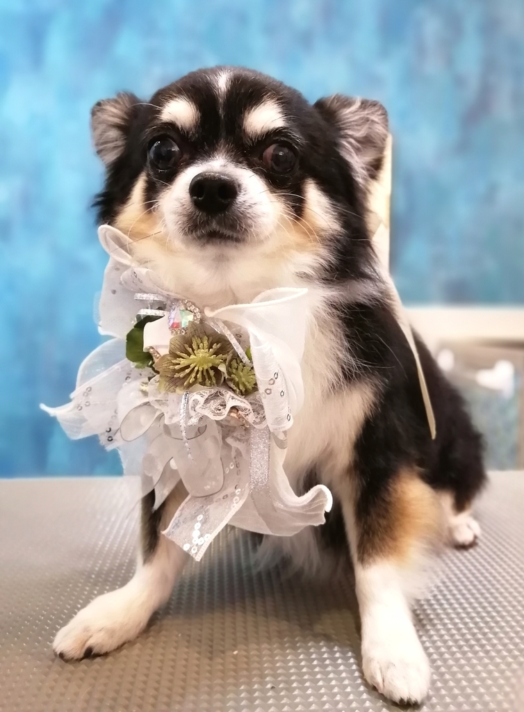 f:id:dogsalon-oluolu:20220109001123j:plain