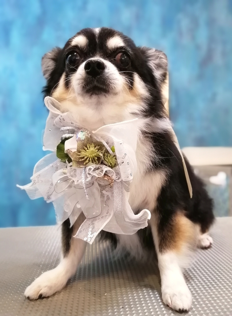 f:id:dogsalon-oluolu:20220109001131j:plain