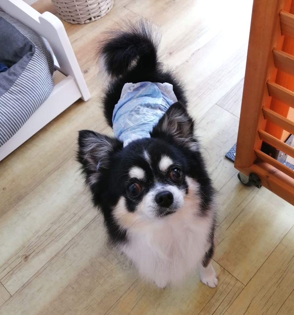 f:id:dogsalon-oluolu:20220109001140j:plain