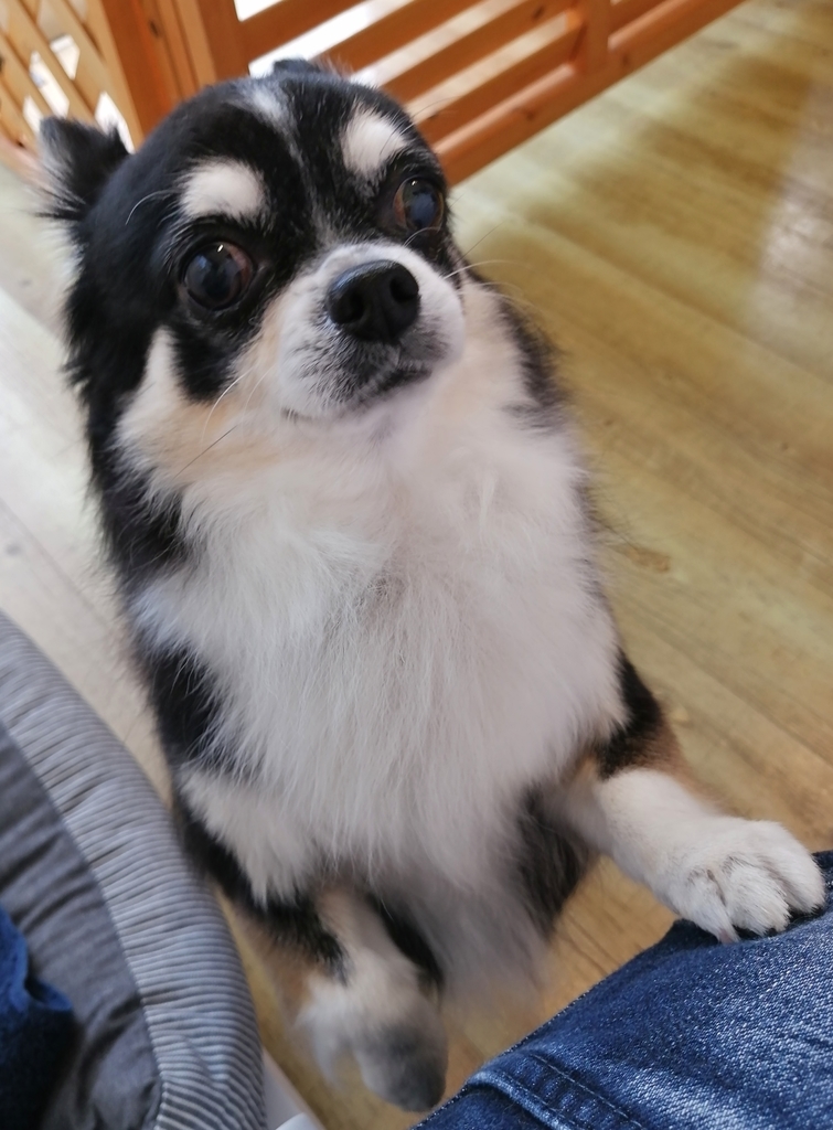 f:id:dogsalon-oluolu:20220109001152j:plain
