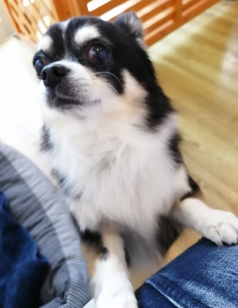 f:id:dogsalon-oluolu:20220109001241j:plain