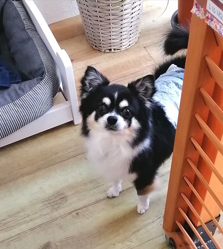 f:id:dogsalon-oluolu:20220109001256j:plain