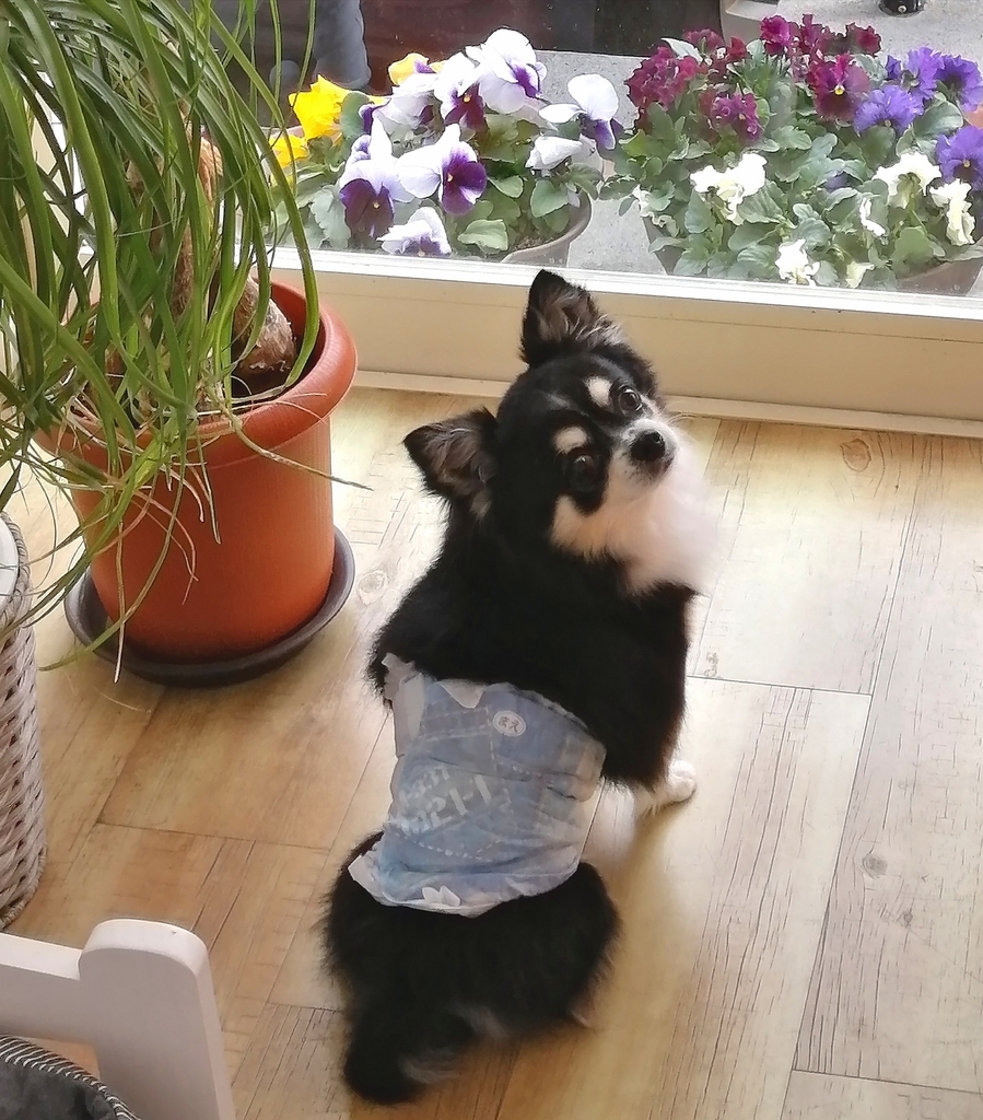 f:id:dogsalon-oluolu:20220109001304j:plain