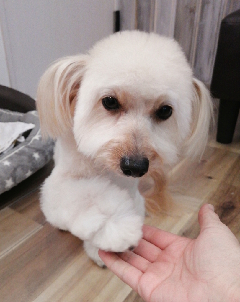 f:id:dogsalon-oluolu:20220110003130j:plain