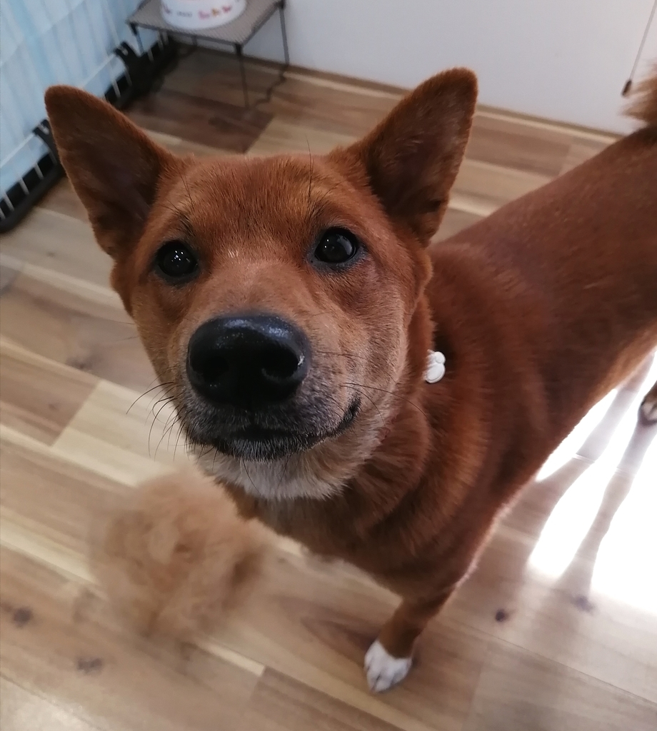 f:id:dogsalon-oluolu:20220114162702j:plain