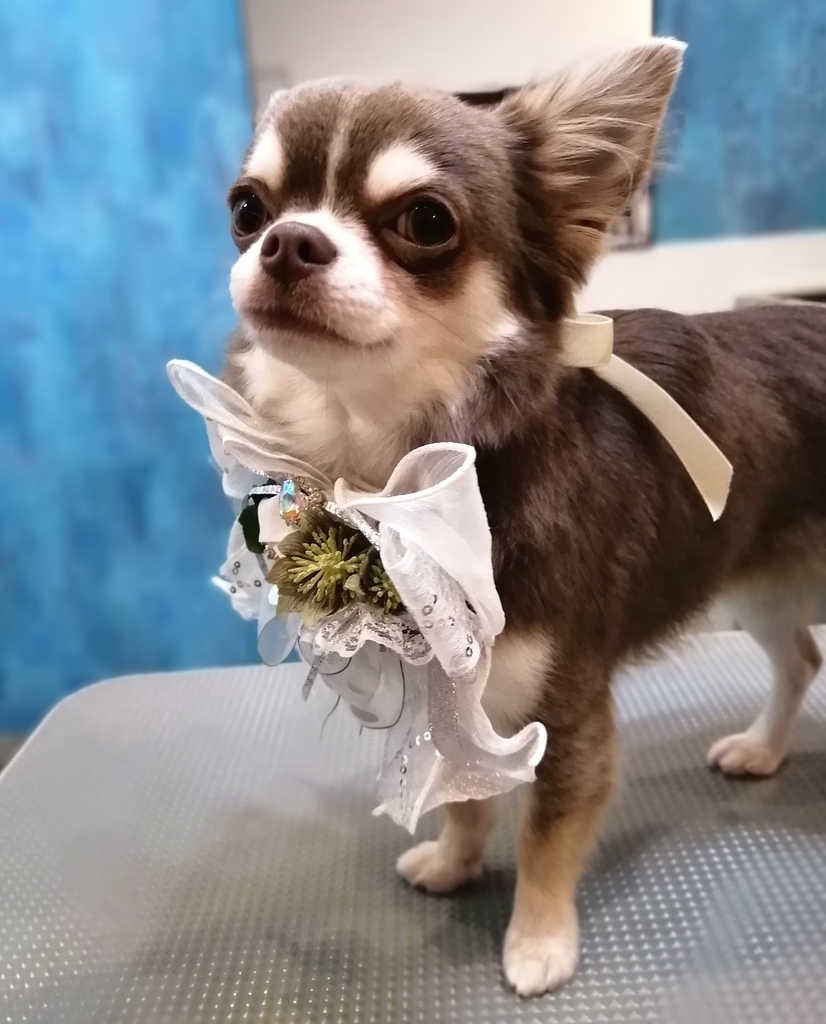 f:id:dogsalon-oluolu:20220114210058j:plain