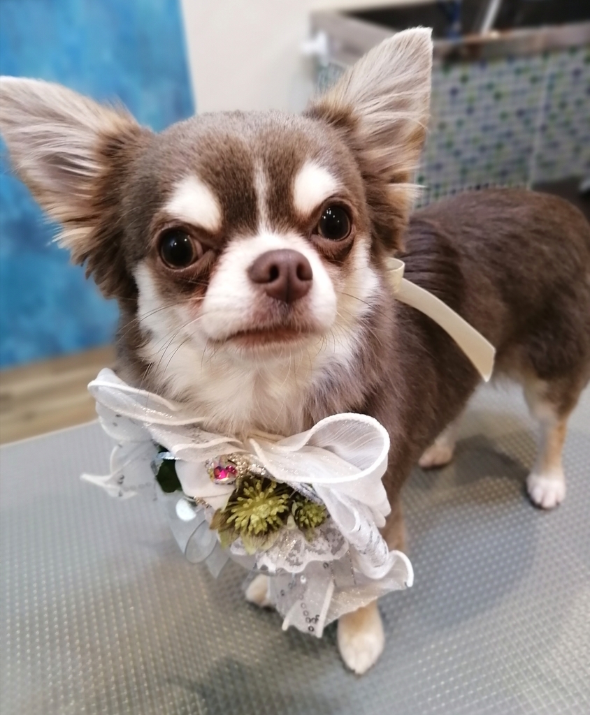 f:id:dogsalon-oluolu:20220114210107j:plain