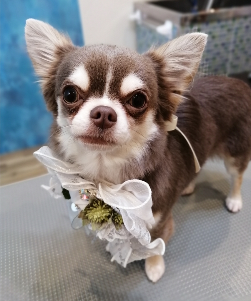 f:id:dogsalon-oluolu:20220114210116j:plain