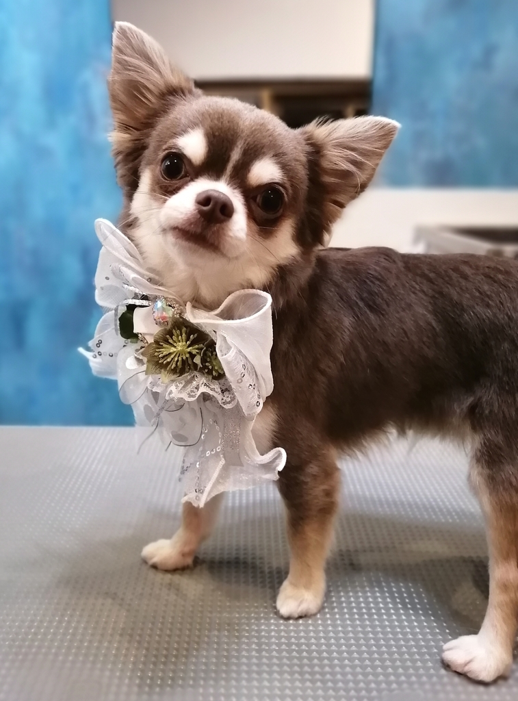 f:id:dogsalon-oluolu:20220114210125j:plain