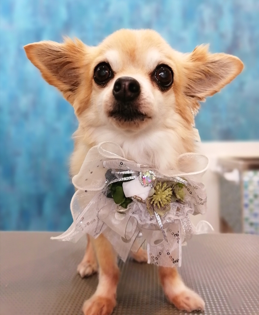 f:id:dogsalon-oluolu:20220119002105j:plain