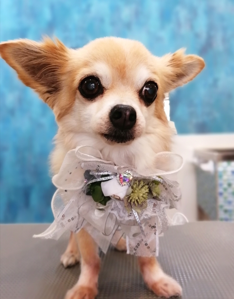 f:id:dogsalon-oluolu:20220119002116j:plain