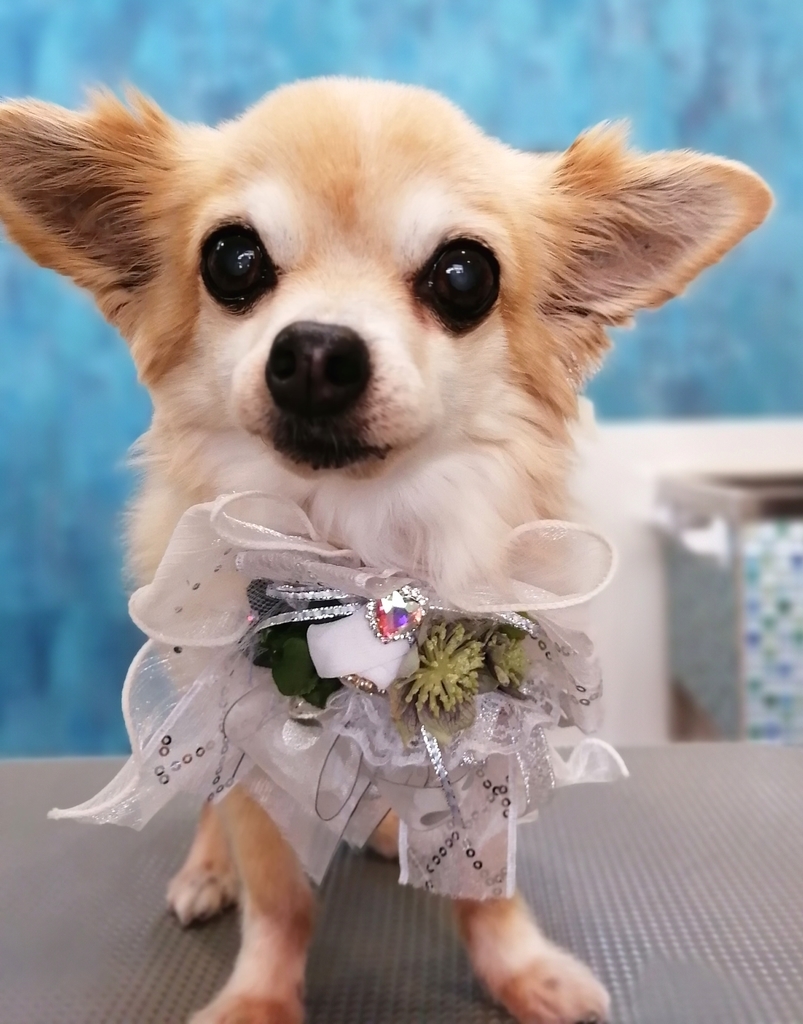 f:id:dogsalon-oluolu:20220119002127j:plain
