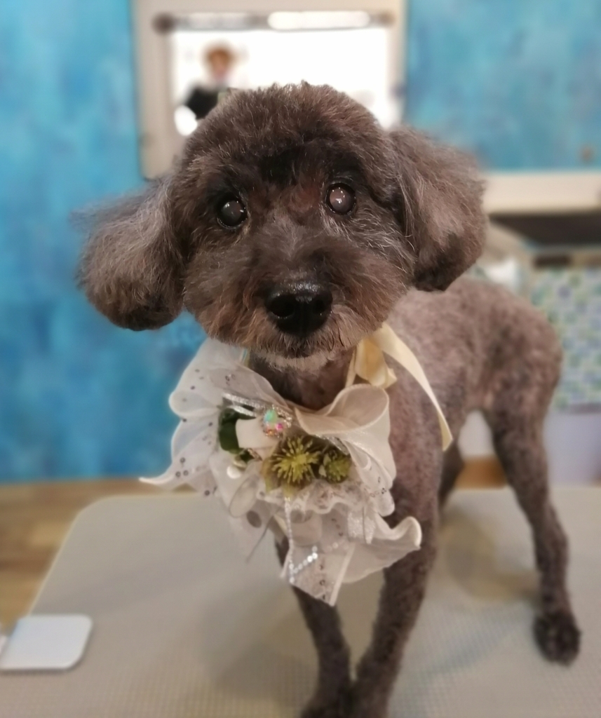 f:id:dogsalon-oluolu:20220127230545j:plain